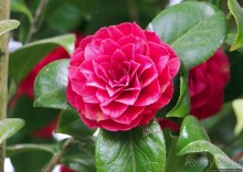 Все цветы мира к ногам наших подруг... От Даррела с Джерси