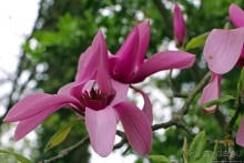 Все цветы мира к ногам наших подруг... От Даррела с Джерси