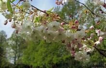 Все цветы мира к ногам наших подруг... От Даррела с Джерси