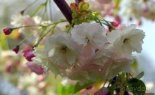 Все цветы мира к ногам наших подруг... От Даррела с Джерси