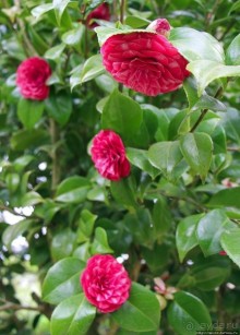 Все цветы мира к ногам наших подруг... От Даррела с Джерси