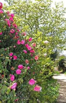 Все цветы мира к ногам наших подруг... От Даррела с Джерси