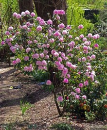 Все цветы мира к ногам наших подруг... От Даррела с Джерси