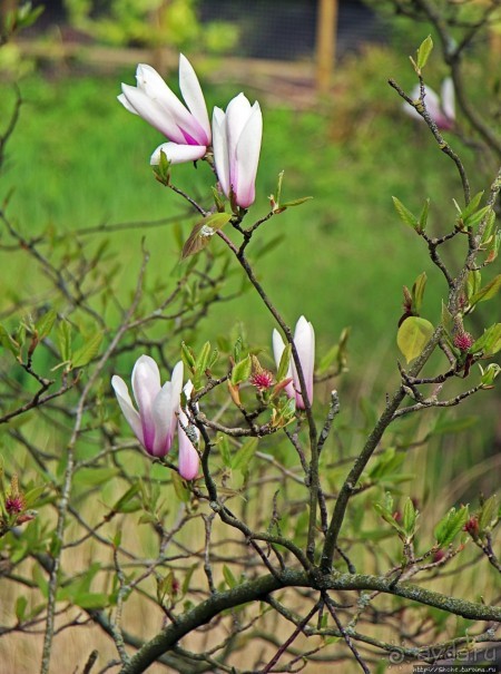 Все цветы мира к ногам наших подруг... От Даррела с Джерси