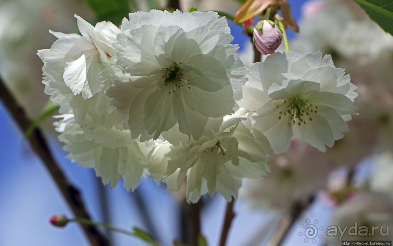 Все цветы мира к ногам наших подруг... От Даррела с Джерси