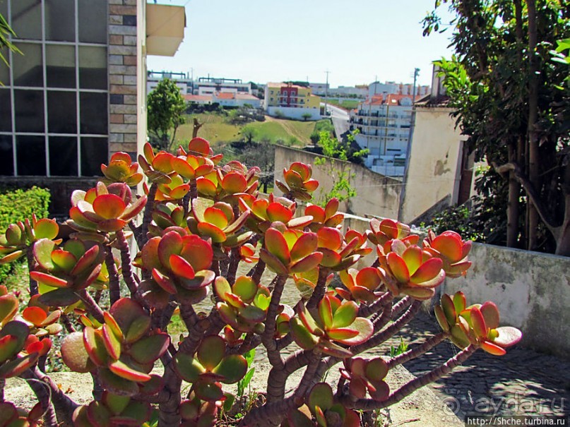 Мафра современная. Настоящее и прошлое рядом