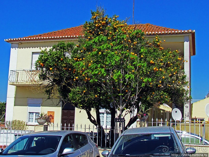 Мафра современная. Настоящее и прошлое рядом