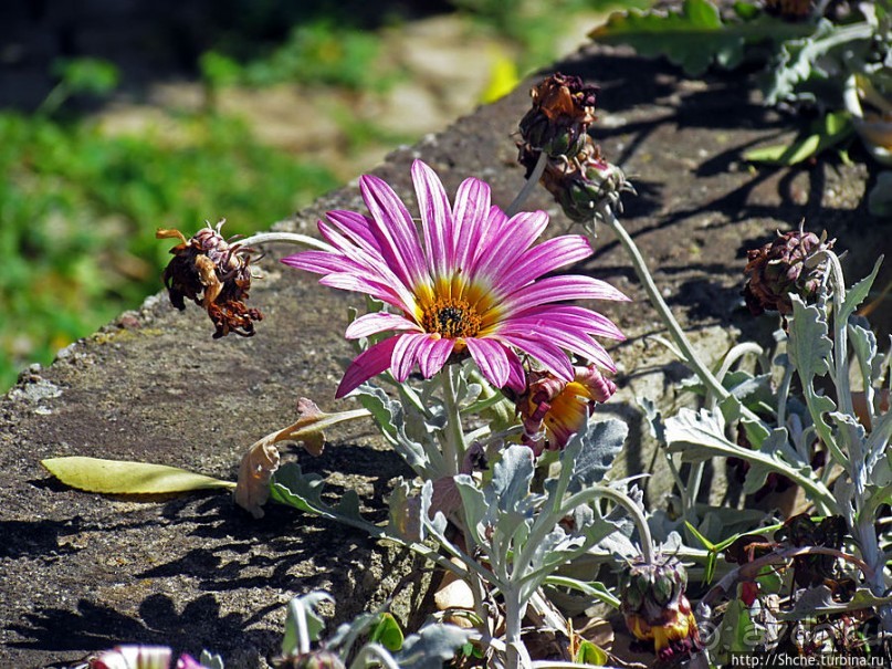 Мафра современная. Настоящее и прошлое рядом