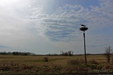 Гуси да болота... Национальный парк Хортобадь (ЮНЕСКО №474)