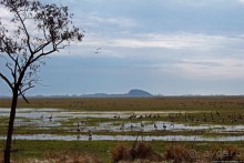 Гуси да болота... Национальный парк Хортобадь (ЮНЕСКО №474)