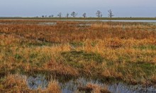 Гуси да болота... Национальный парк Хортобадь (ЮНЕСКО №474)