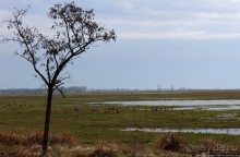 Гуси да болота... Национальный парк Хортобадь (ЮНЕСКО №474)
