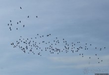 Гуси да болота... Национальный парк Хортобадь (ЮНЕСКО №474)