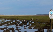 Гуси да болота... Национальный парк Хортобадь (ЮНЕСКО №474)