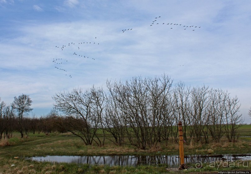 Гуси да болота... Национальный парк Хортобадь (ЮНЕСКО №474)