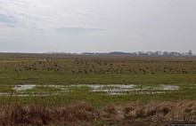 Гуси да болота... Национальный парк Хортобадь (ЮНЕСКО №474)