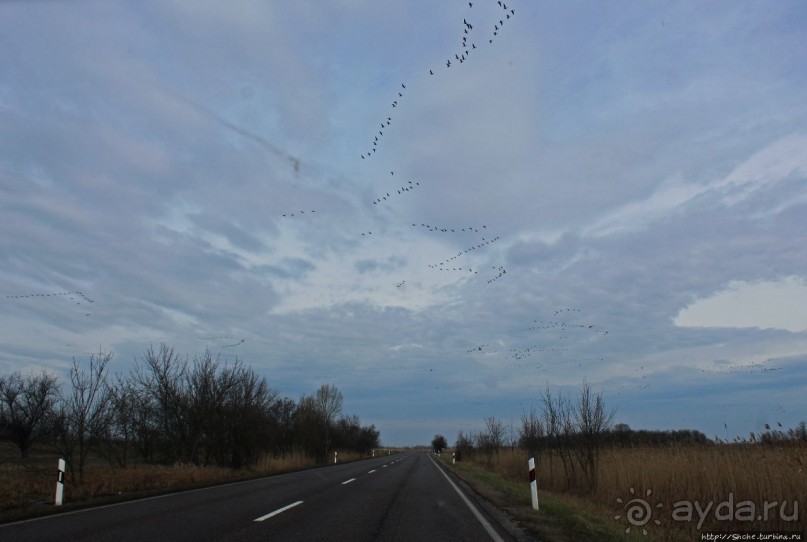 Гуси да болота... Национальный парк Хортобадь (ЮНЕСКО №474)