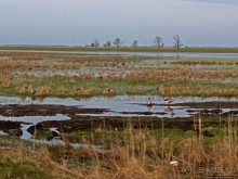 Гуси да болота... Национальный парк Хортобадь (ЮНЕСКО №474)