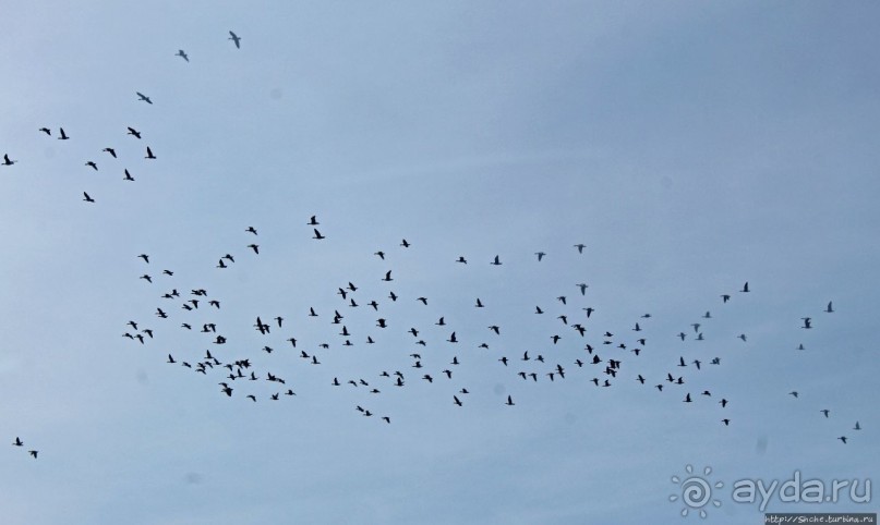 Гуси да болота... Национальный парк Хортобадь (ЮНЕСКО №474)