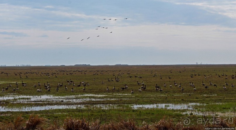 Гуси да болота... Национальный парк Хортобадь (ЮНЕСКО №474)