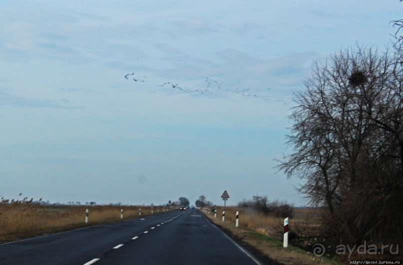 Гуси да болота... Национальный парк Хортобадь (ЮНЕСКО №474)