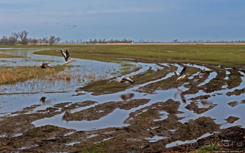 Гуси да болота... Национальный парк Хортобадь (ЮНЕСКО №474)