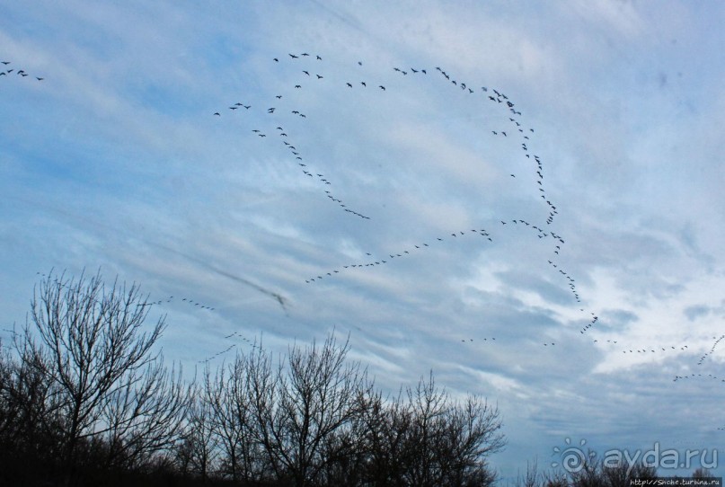 Гуси да болота... Национальный парк Хортобадь (ЮНЕСКО №474)