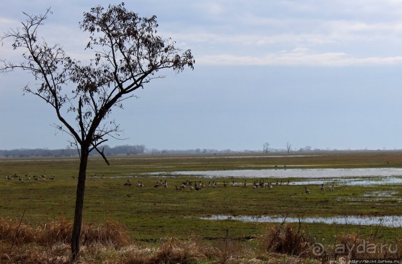 Гуси да болота... Национальный парк Хортобадь (ЮНЕСКО №474)