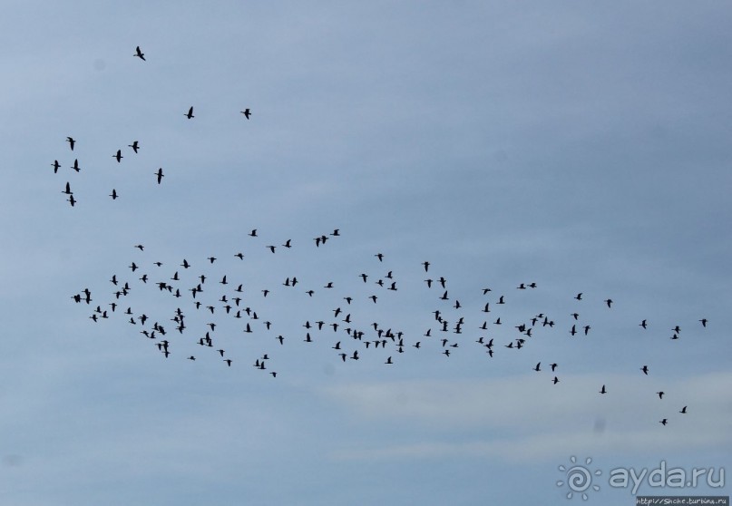 Гуси да болота... Национальный парк Хортобадь (ЮНЕСКО №474)