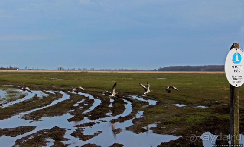 Гуси да болота... Национальный парк Хортобадь (ЮНЕСКО №474)
