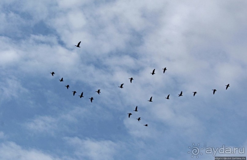 Гуси да болота... Национальный парк Хортобадь (ЮНЕСКО №474)