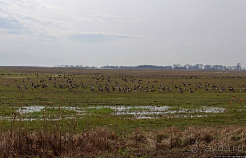Гуси да болота... Национальный парк Хортобадь (ЮНЕСКО №474)