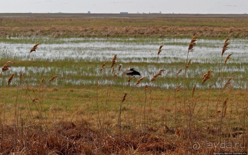 Гуси да болота... Национальный парк Хортобадь (ЮНЕСКО №474)