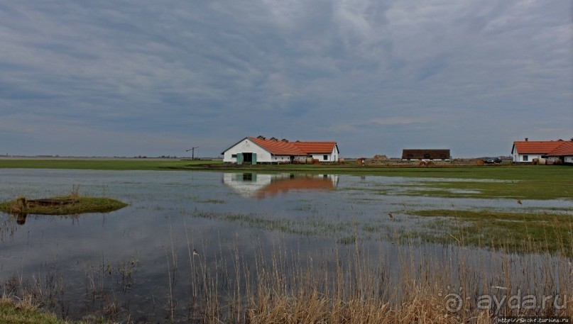 Гуси да болота... Национальный парк Хортобадь (ЮНЕСКО №474)
