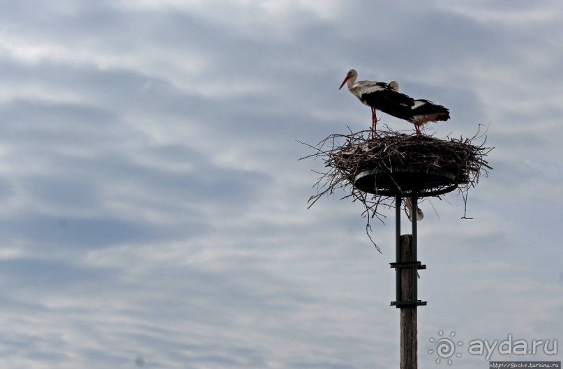 Гуси да болота... Национальный парк Хортобадь (ЮНЕСКО №474)