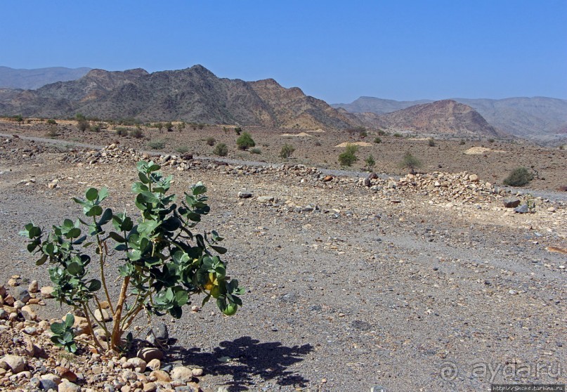 Эфиопские картинки. Регион Афар