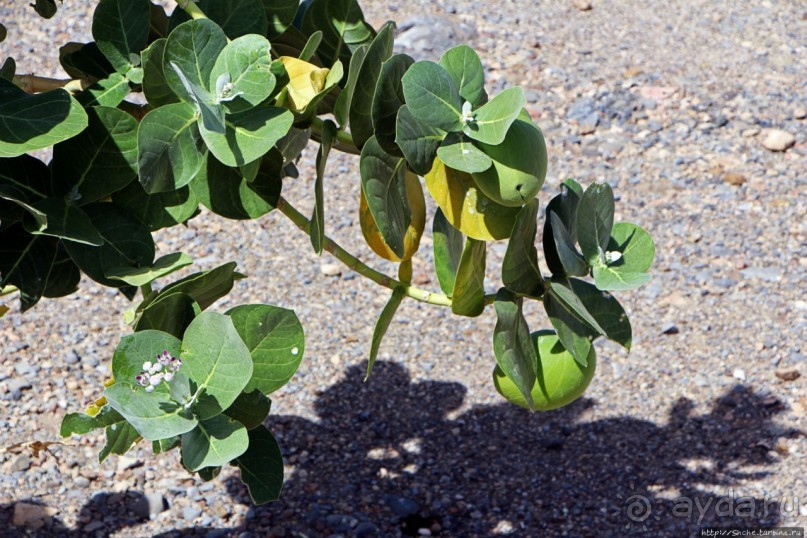 Эфиопские картинки. Регион Афар