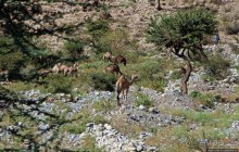 Эфиопские картинки. Регион Афар