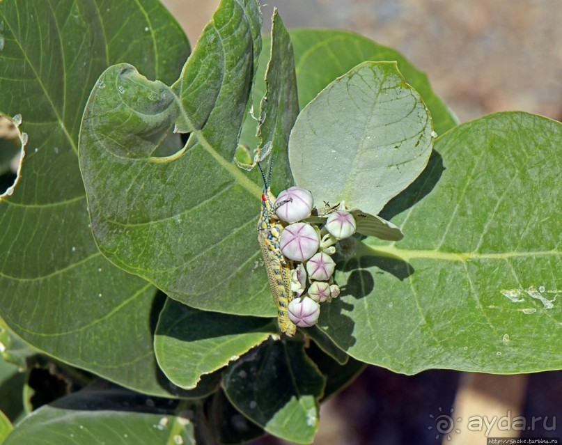 Эфиопские картинки. Регион Афар