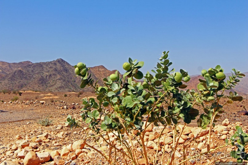 Эфиопские картинки. Регион Афар