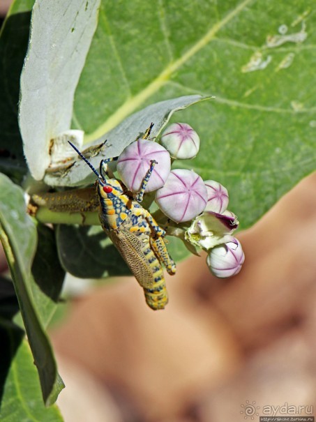 Эфиопские картинки. Регион Афар