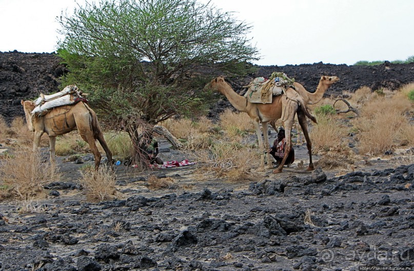Эфиопские картинки. Регион Афар