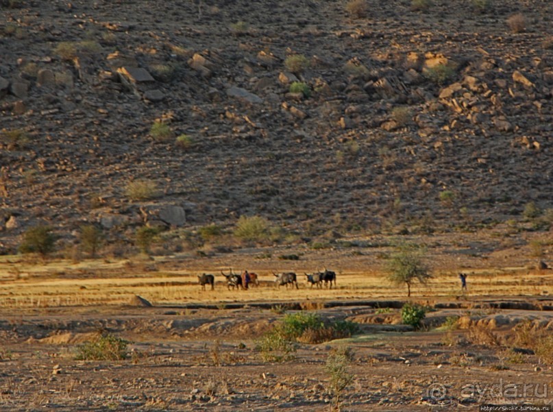 Эфиопские картинки. Регион Афар