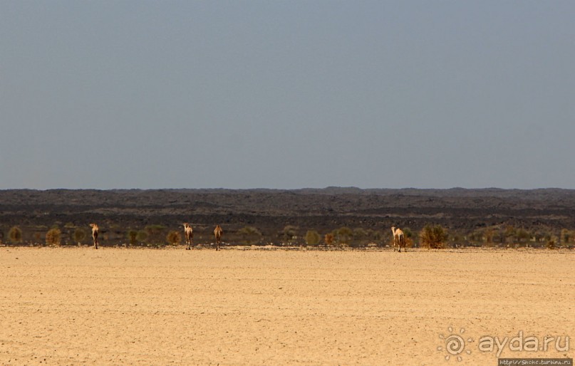 Эфиопские картинки. Регион Афар