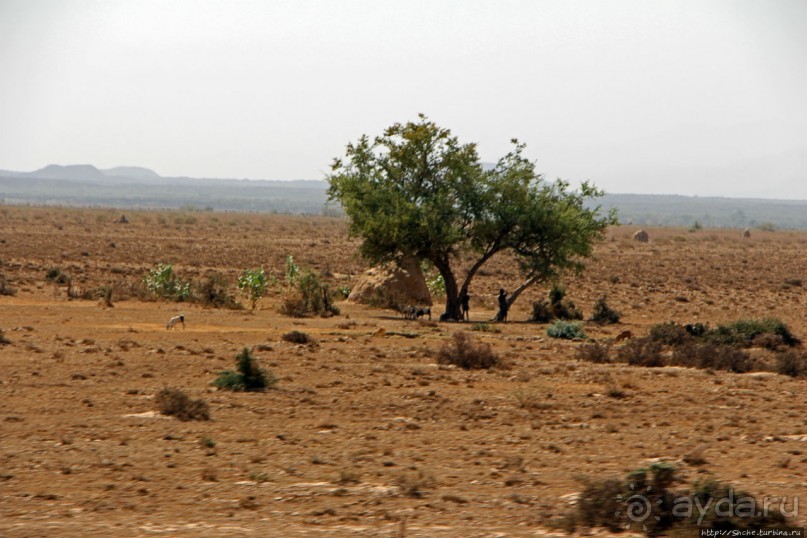 Эфиопские картинки. Регион Афар