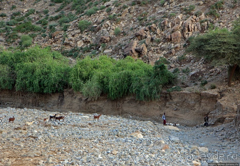 Эфиопские картинки. Регион Афар