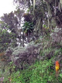 Вулкан Меру. Дождевой лес. Между 2500 и 3500 м. день 2