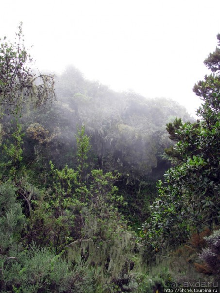Вулкан Меру. Дождевой лес. Между 2500 и 3500 м. день 2