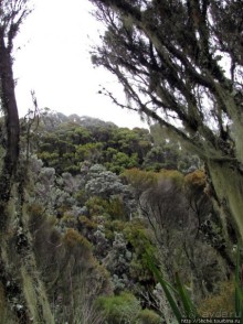 Вулкан Меру. Дождевой лес. Между 2500 и 3500 м. день 2