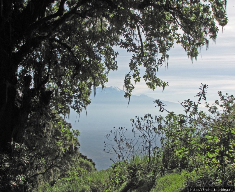 Вулкан Меру. Дождевой лес. Между 2500 и 3500 м. день 2